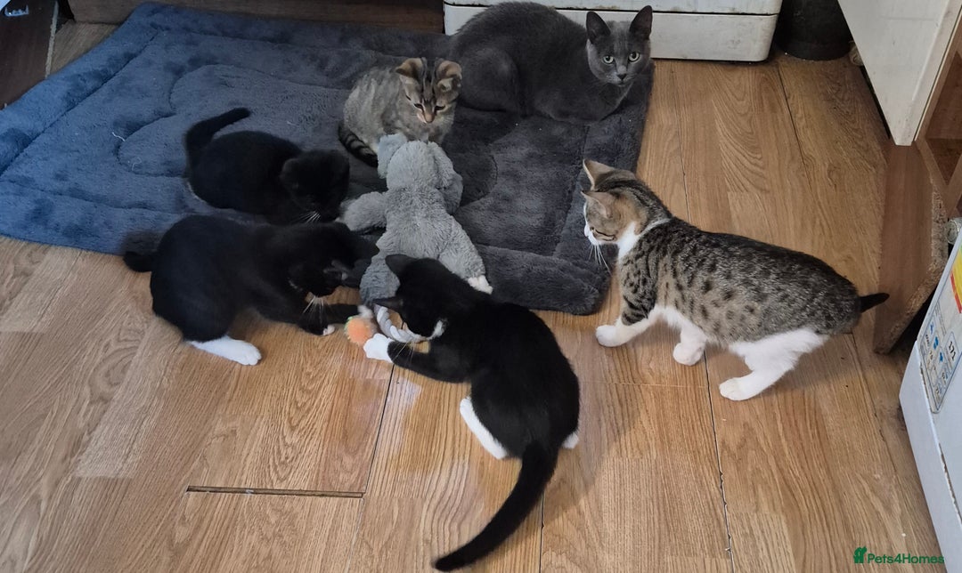 Mixed Breed cats for sale: Kittens for sale  - Image 6