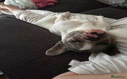 French Bulldog dogs for sale: Loving frenchie  - Advert 5
