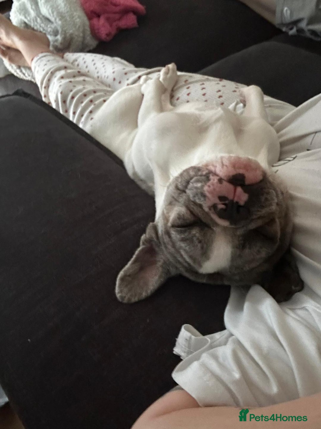 French Bulldog dogs for sale: Loving frenchie  - Advert 5