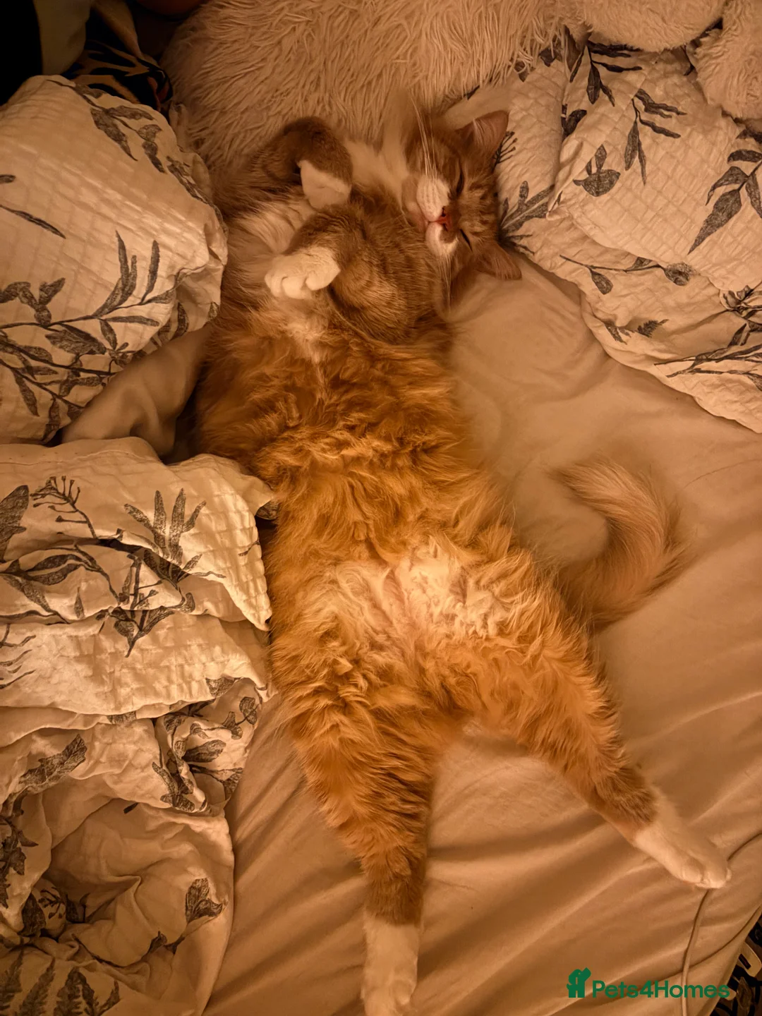 Mixed Breed cats for sale: Mixed Breed Ginger Cat - Advert 3