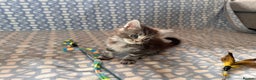 Maine Coon cats for sale: A litter of 7 Beautiful Maine coon kittens - Advert 29