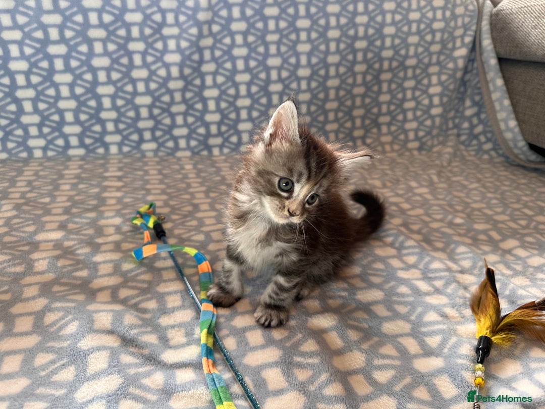 Maine Coon cats for sale: A litter of 7 Beautiful Maine coon kittens - Advert 29