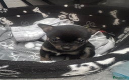 Chihuahua dogs for sale: Beautiful tiny girls chihuahuas  - Image 10