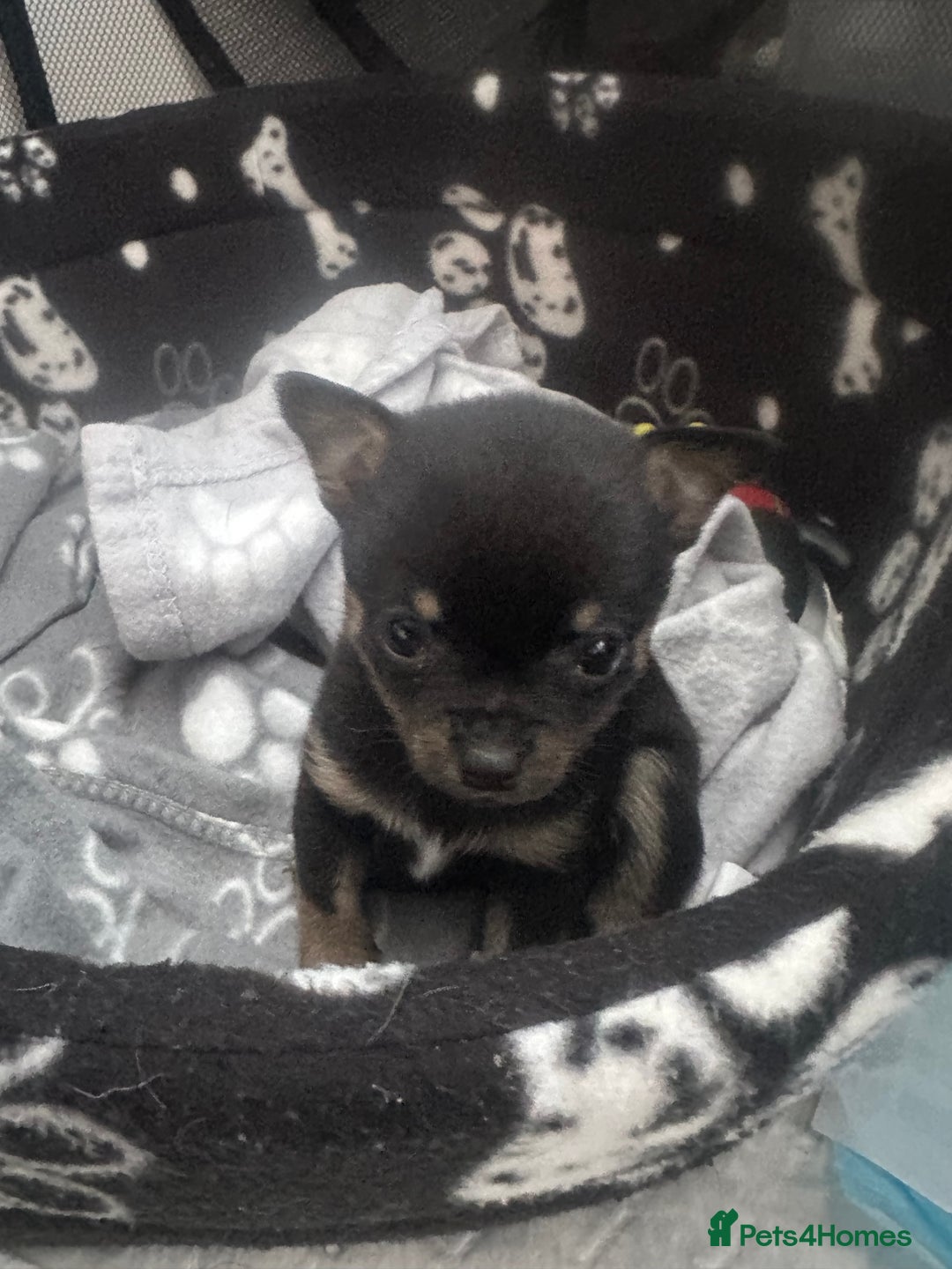 Chihuahua dogs for sale: Beautiful tiny girls chihuahuas  - Image 10