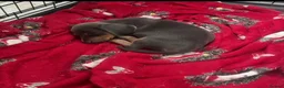 Dachshund dogs for sale: Beautiful little miniature girl dachshund - Advert 2