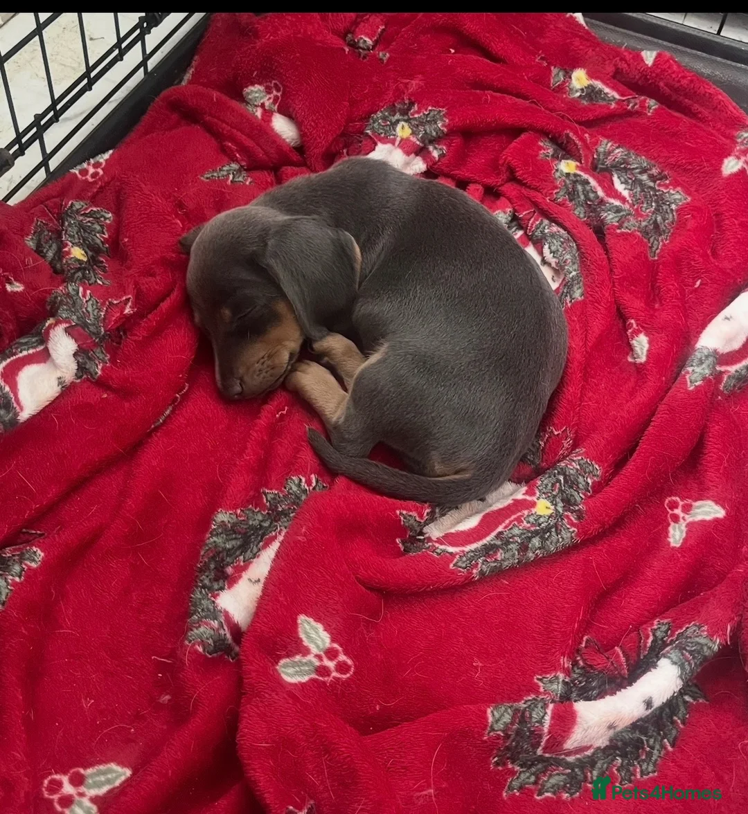 Dachshund dogs for sale: Beautiful little miniature girl dachshund - Advert 2