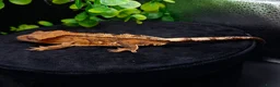 Gecko reptiles for sale: Beautiful Crested Gecko's ready for new homes  - Advert 4