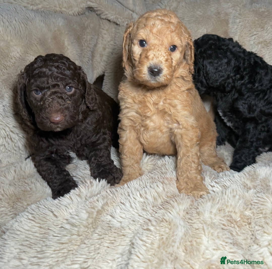 Goldendoodle dogs for sale: Goldendoodles Ready Next Week - Advert 9