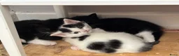 Mixed Breed cats for sale: Kittens  - Advert 6