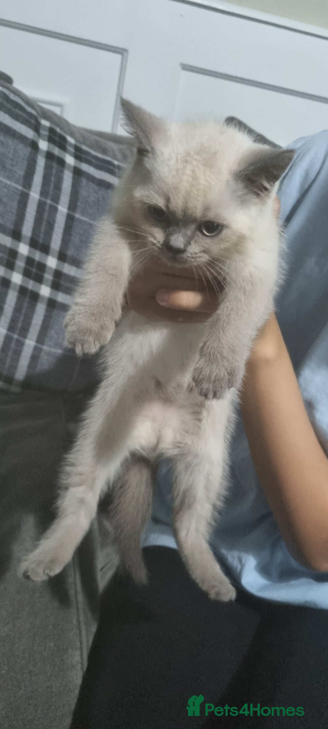 British Shorthair cats for sale: Male kitten Bristish shorthair  - Image 5