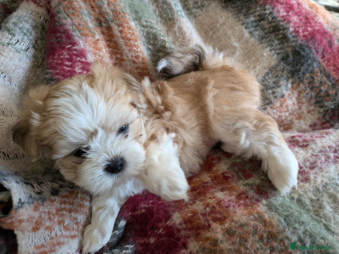 Mixed Breed dogs for sale: Lhasa Apso puppies in Kent - Image 22