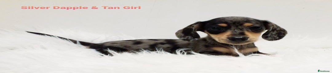 Miniature Dachshund Puppy 5