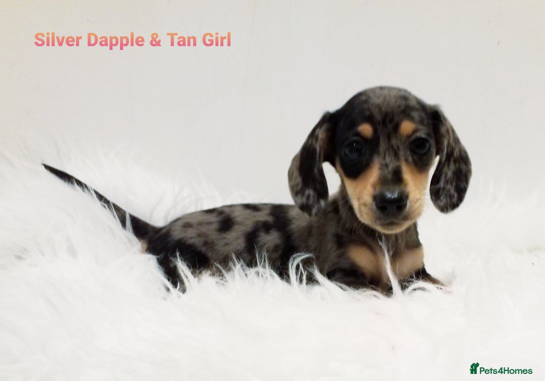 Miniature Dachshund dogs for sale: STUNNING KC DAPPLES. 5* breeder - Image 5
