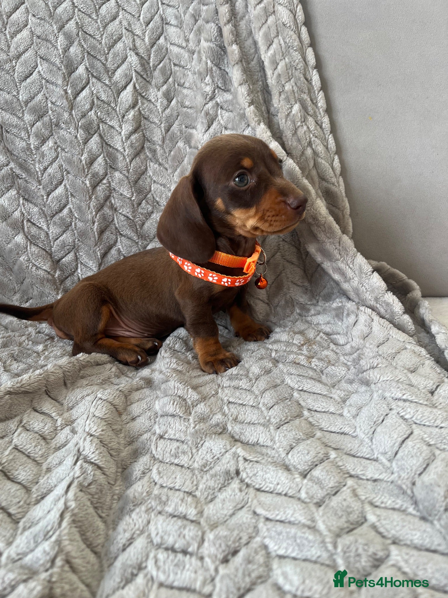 Miniature Dachshund dogs Miniature Dachshund  - Advert 2
