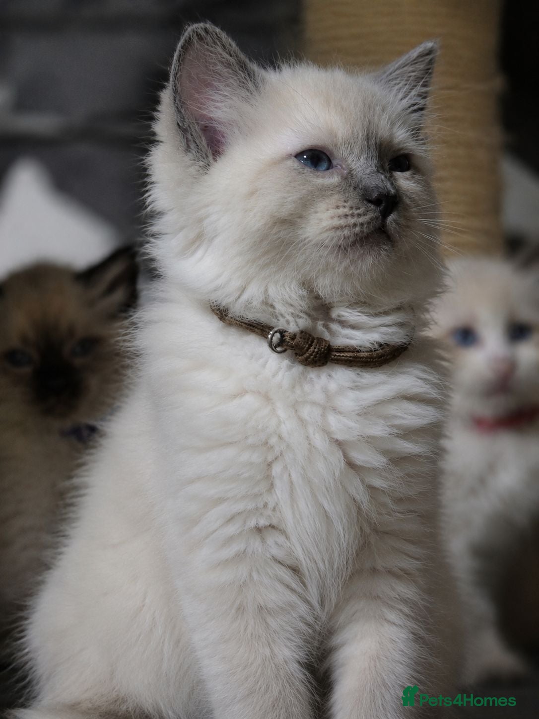Ragdoll cats ✨️ Beautiful TICA-Registered Ragdoll Kittens ✨️ - Advert 2