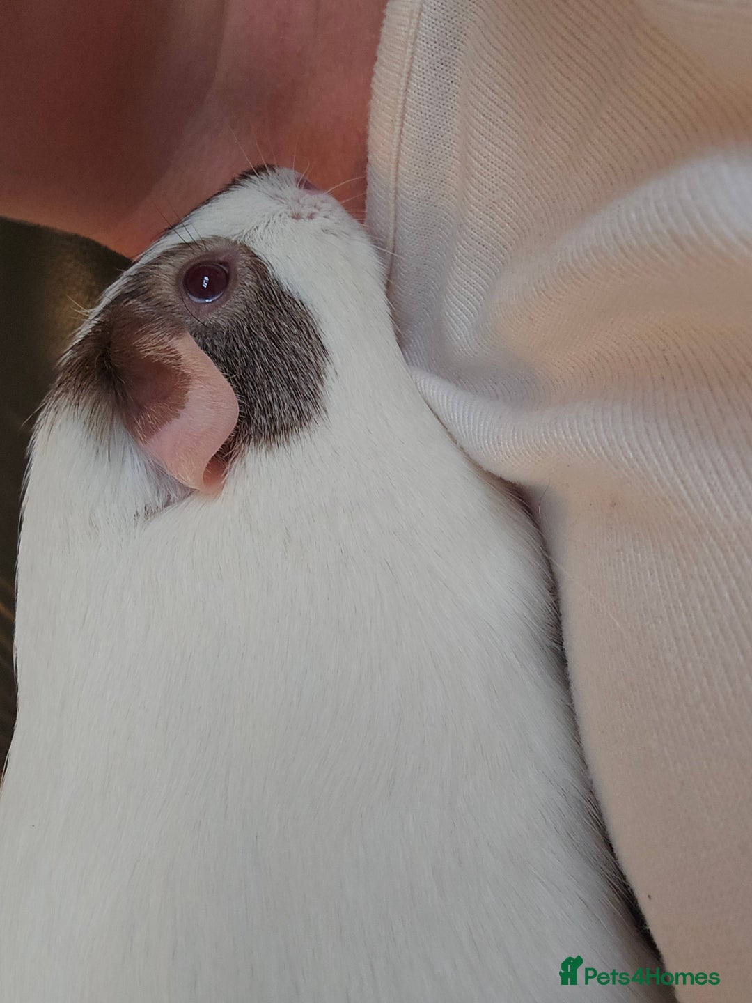 Guinea Pig rodents for sale: Neutered boy guinea pig - Image 6