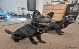 German Shepherd dogs for sale: *PROOF* 2 years old German shepard KC registered  - Image 5