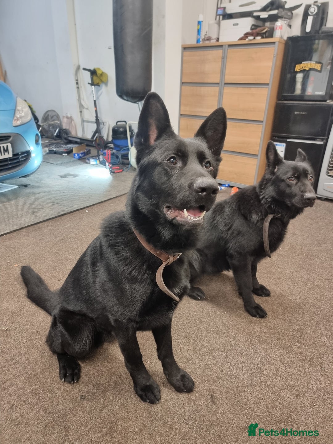 German Shepherd dogs for sale: *PROOF* 2 years old German shepard KC registered  - Image 5