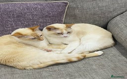 Siamese cats for sale: Ariel - Rescue Siamese - Image 31
