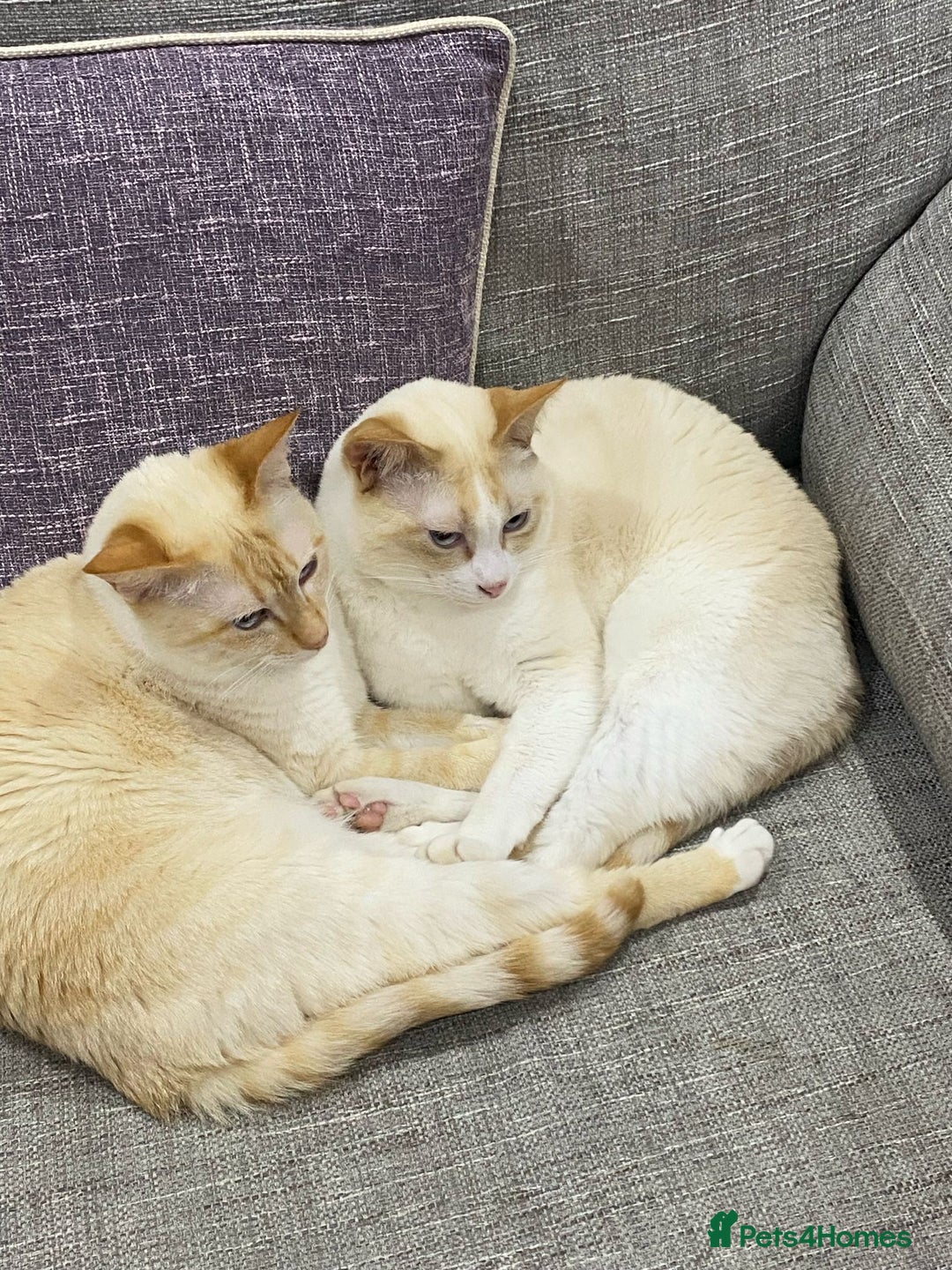 Siamese cats for sale: Ariel - Rescue Siamese - Image 31