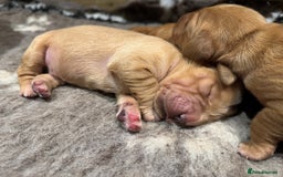 Golden Retriever dogs for sale: Working Golden Retriever puppies - Advert 9