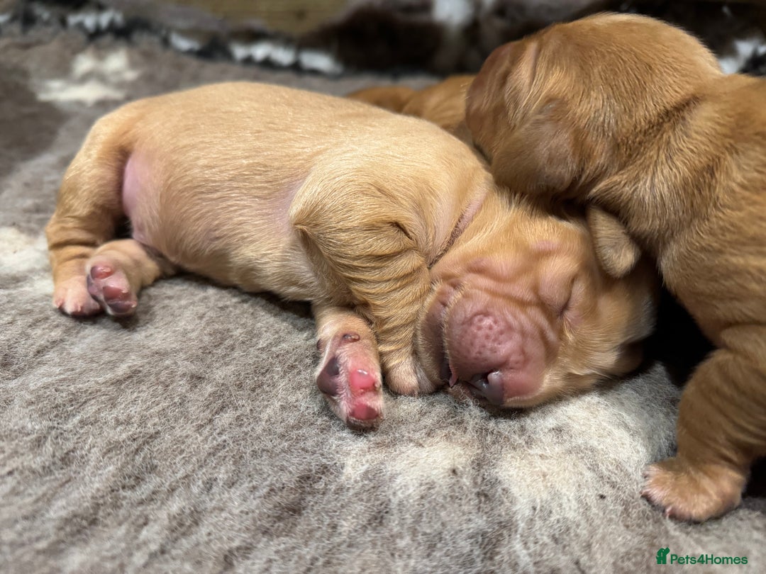 Golden Retriever dogs for sale: Working Golden Retriever puppies - Advert 9