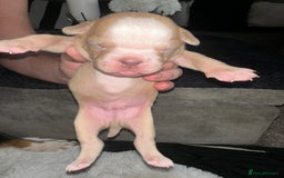 Olde English Bulldogge dogs for sale: Olde English Bulldogge Puppies  - Image 29
