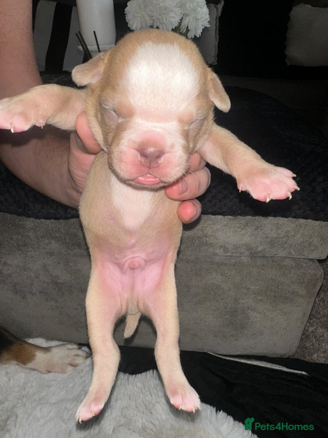 Olde English Bulldogge dogs for sale: Olde English Bulldogge Puppies  - Image 29