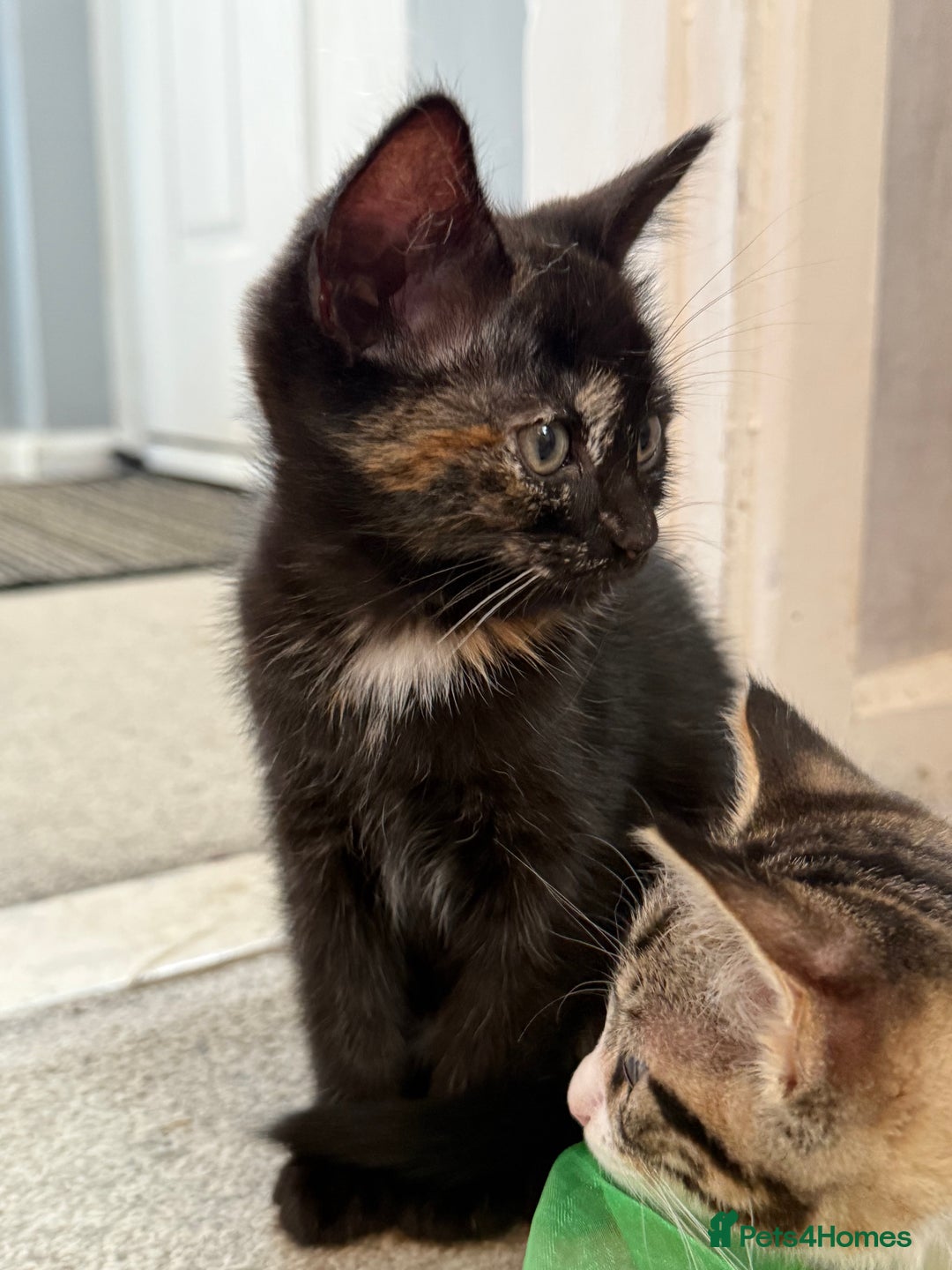 RagaMuffin cats for sale: Ragamuffin kittens  - Image 24