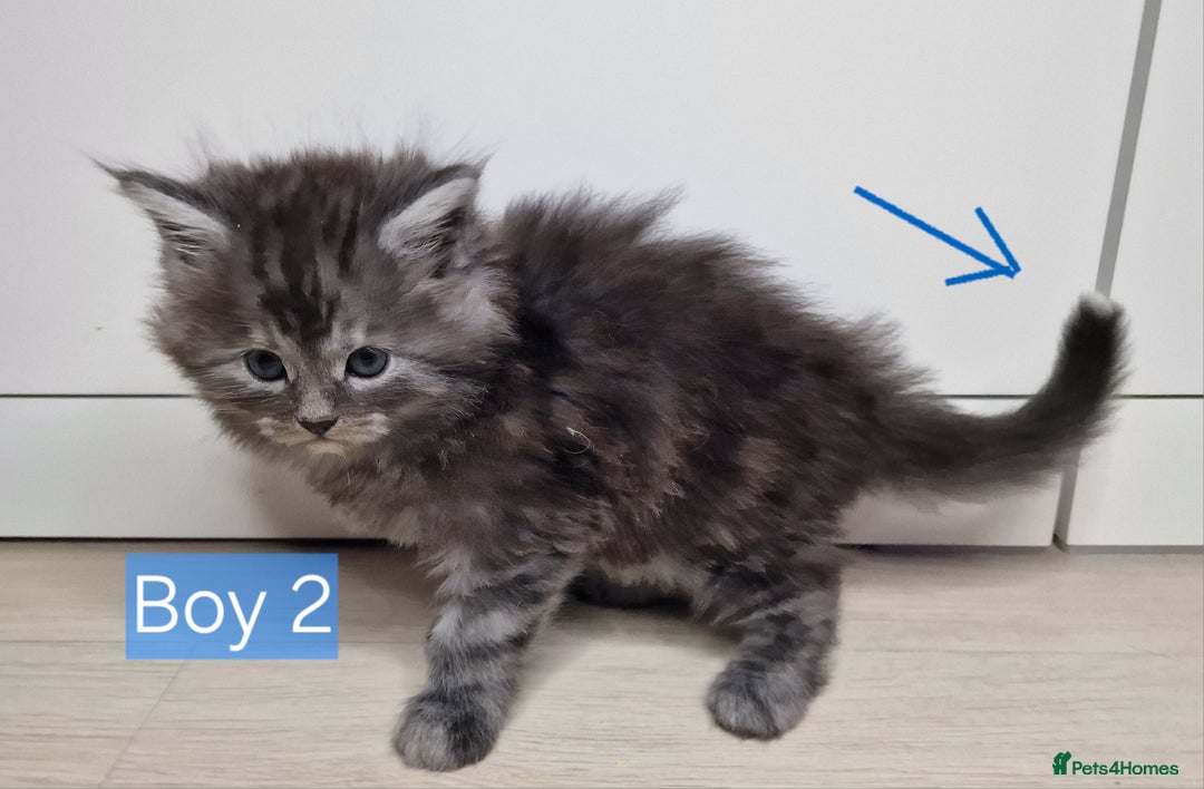 Maine Coon cats for sale: 4 mainecoon kittens looking for home in Bury - Advert 10