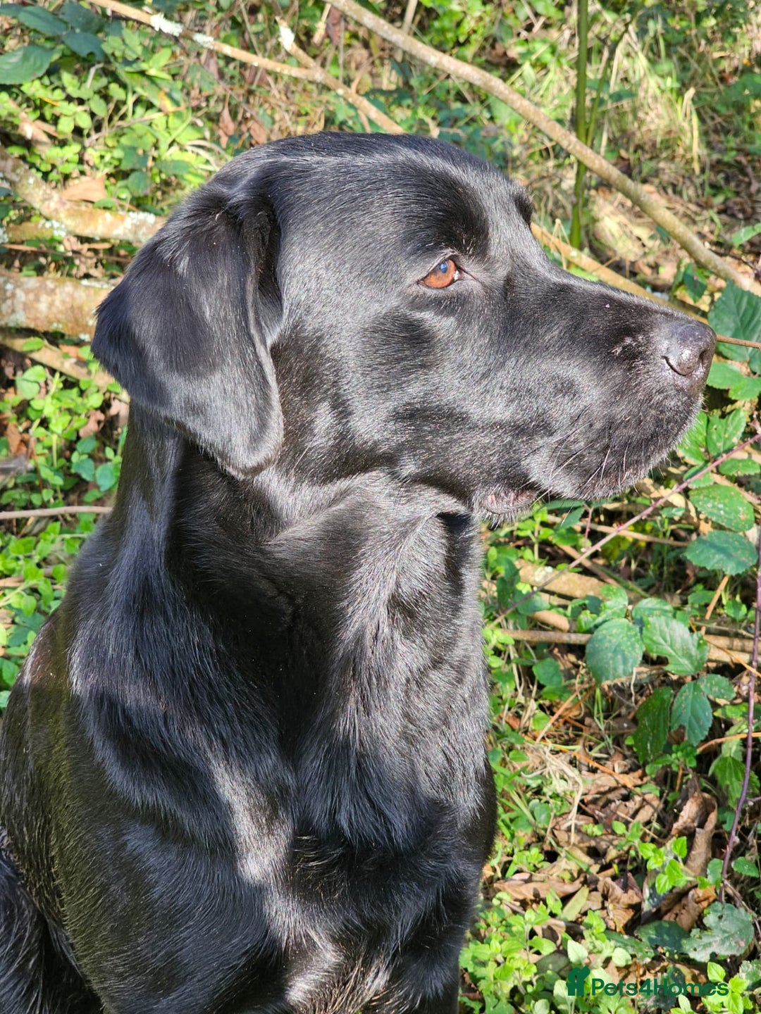 Labrador Retriever dogs for sale: Beautiful KC registered black Labrador puppies - Advert 6