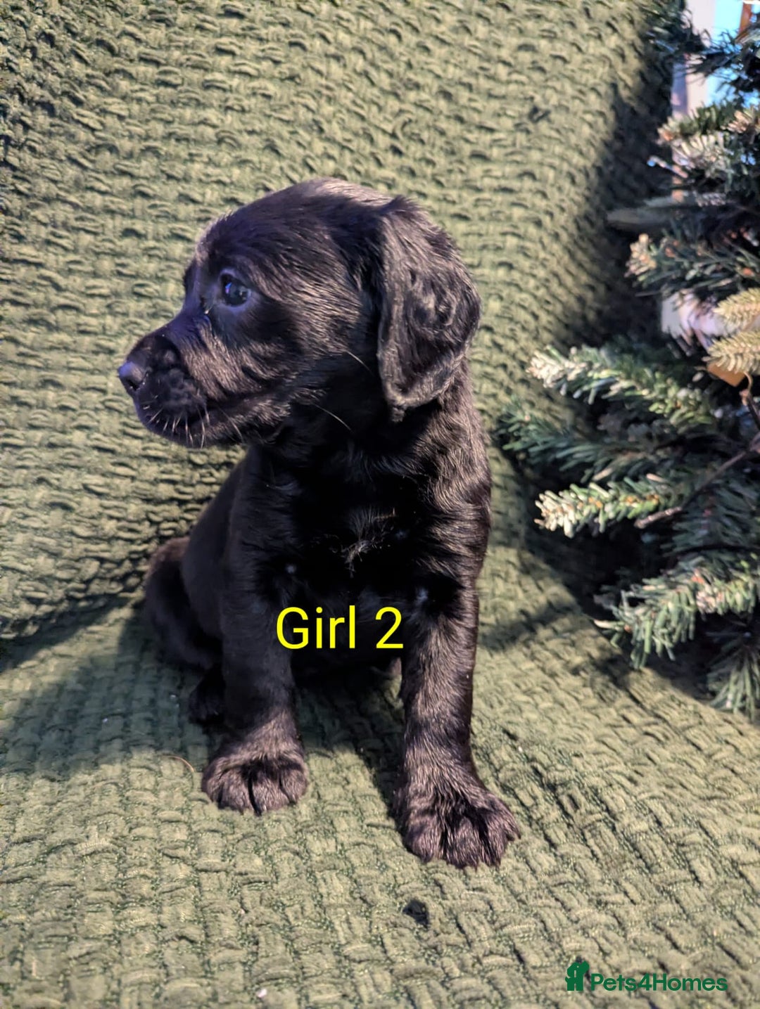 Cockerdor dogs for sale: Cockador Puppies - Advert 25