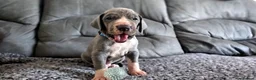 Great Dane dogs for sale: Exceptional Great Dane puppies 🐶  - Advert 28