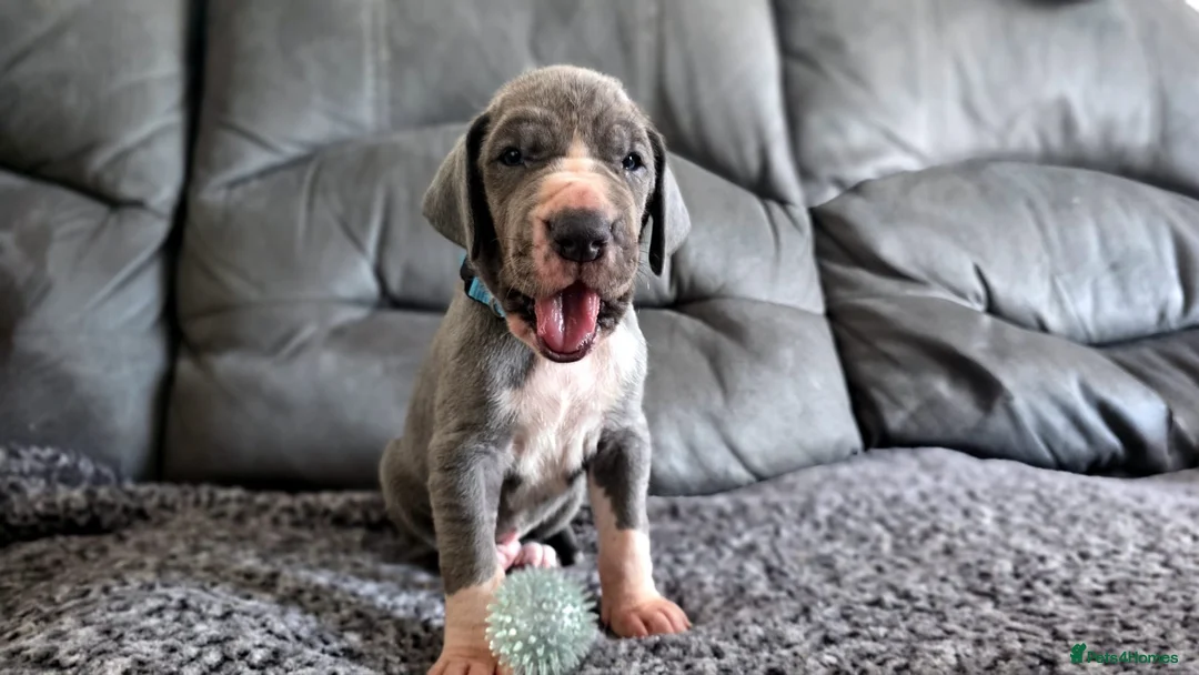 Great Dane dogs for sale: Exceptional Great Dane puppies 🐶  - Advert 28