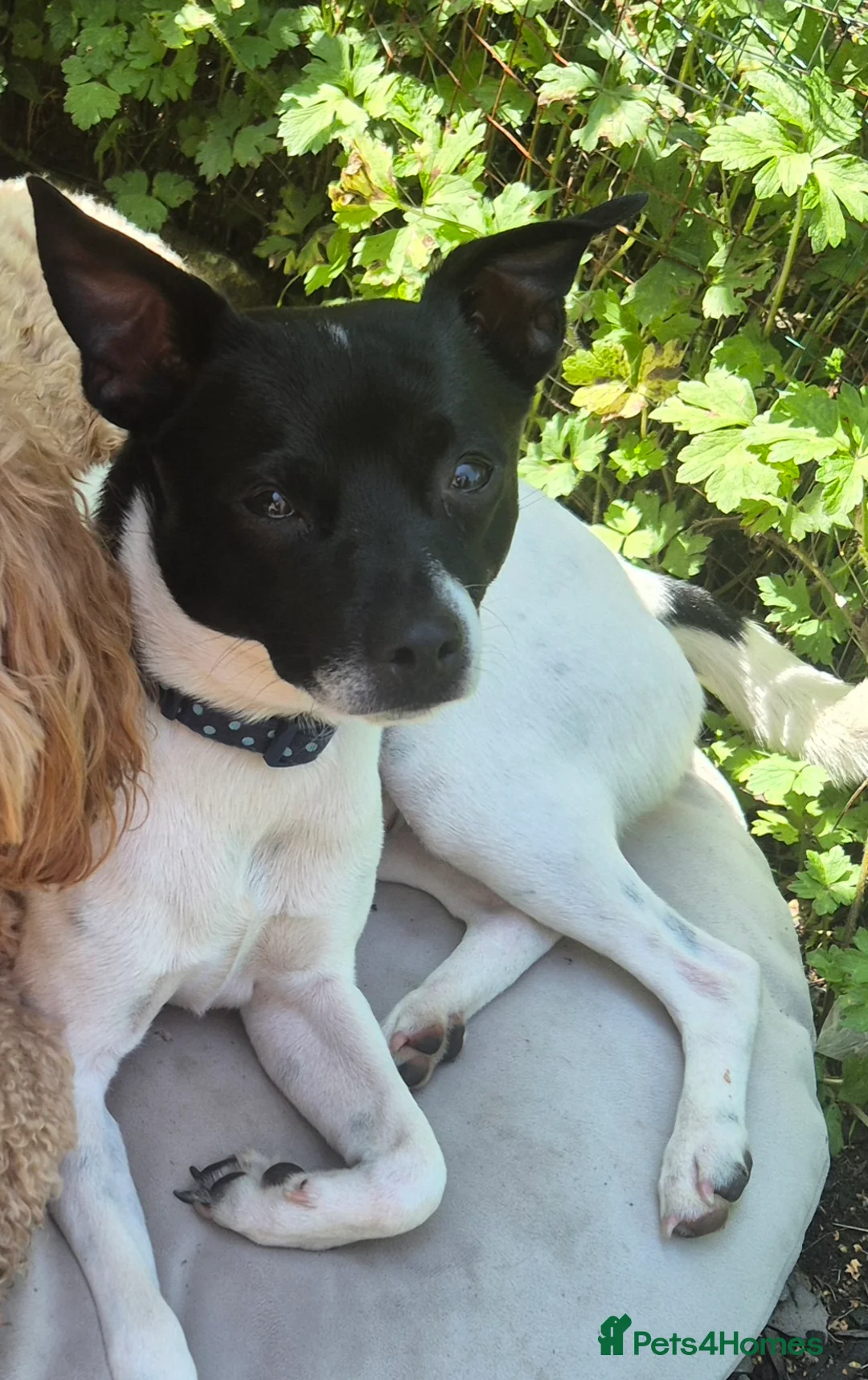 Jack Chi dogs for stud: Chihuahua x Jack Russell For Stud - Advert 3