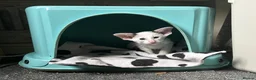 Oriental cats for sale: Bicolour male kitten - Advert 4