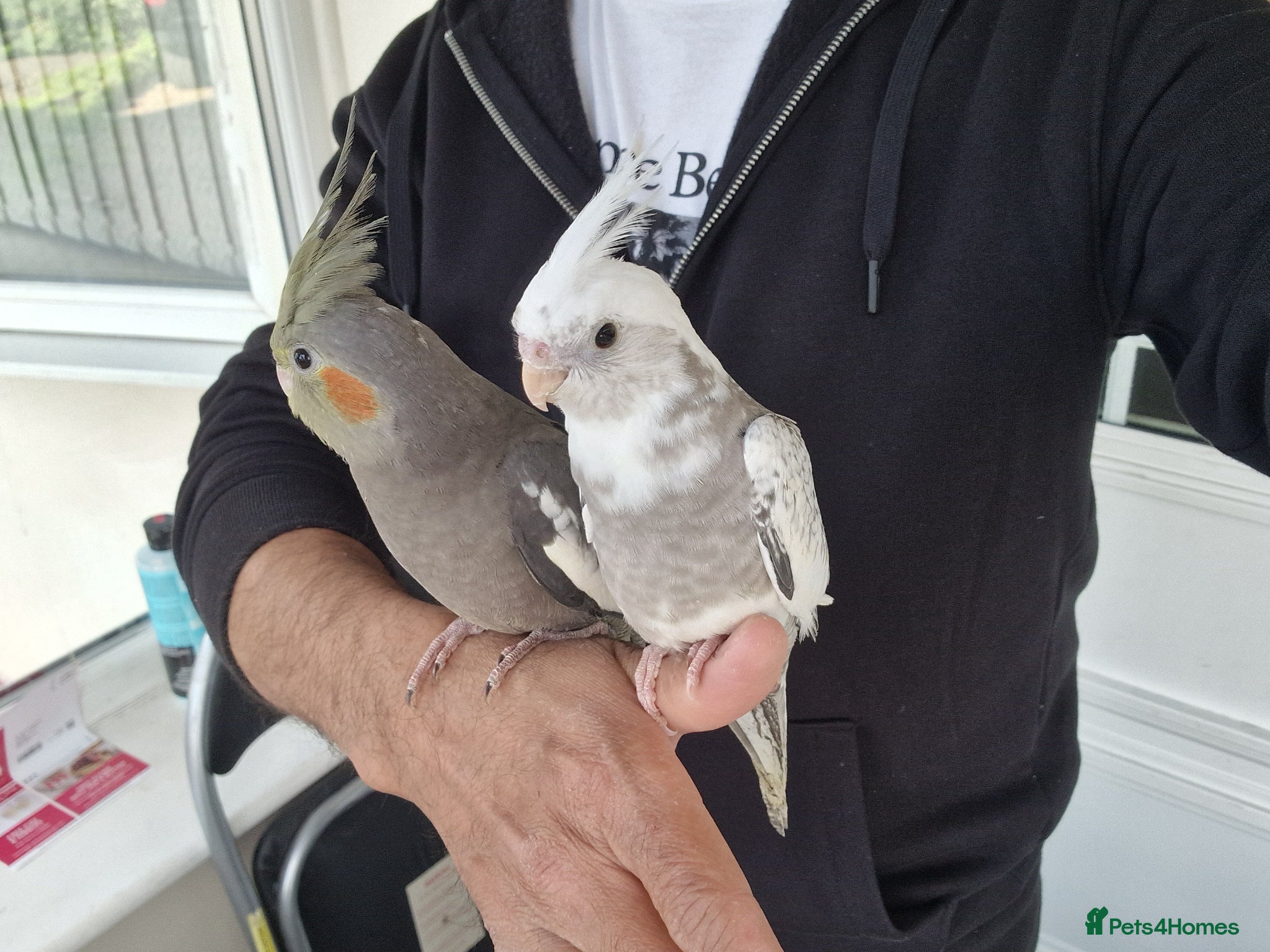 Cockatiels birds Super hand tamed baby cockatiel - Advert 4