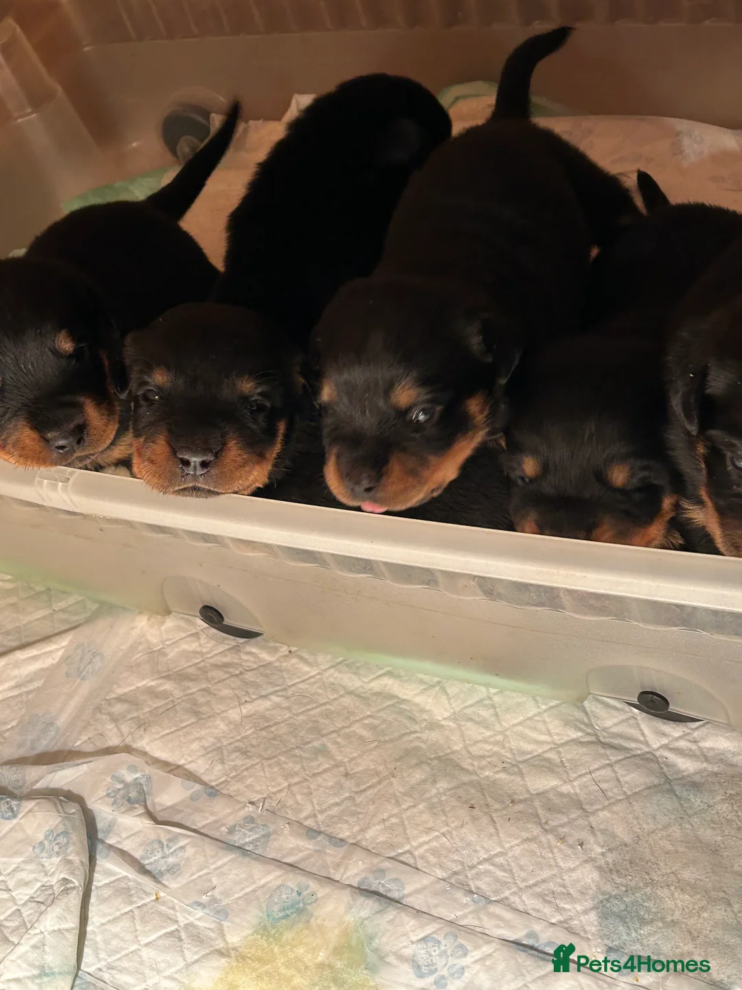 Rottweiler dogs for sale: Champion  bloodline Rottwiler Puppies  - Advert 38