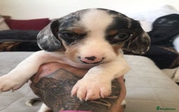 Miniature Dachshund dogs for sale: SWEET MINIATURE DACHSHUND PUPPIES FOR SALE - Image 2