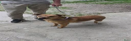 Mixed Breed dogs for adoption: The Story of Jumbo 🐾 - Advert 2