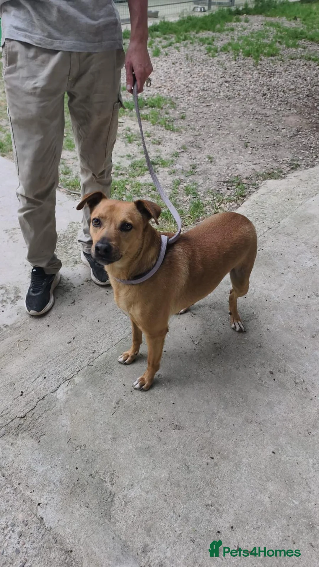 Mixed Breed dogs for adoption: The Story of Jumbo 🐾 - Advert 2