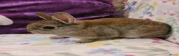 Netherland Dwarf rabbits for sale: Pure Bred Netherland Dwarfs - Advert 6