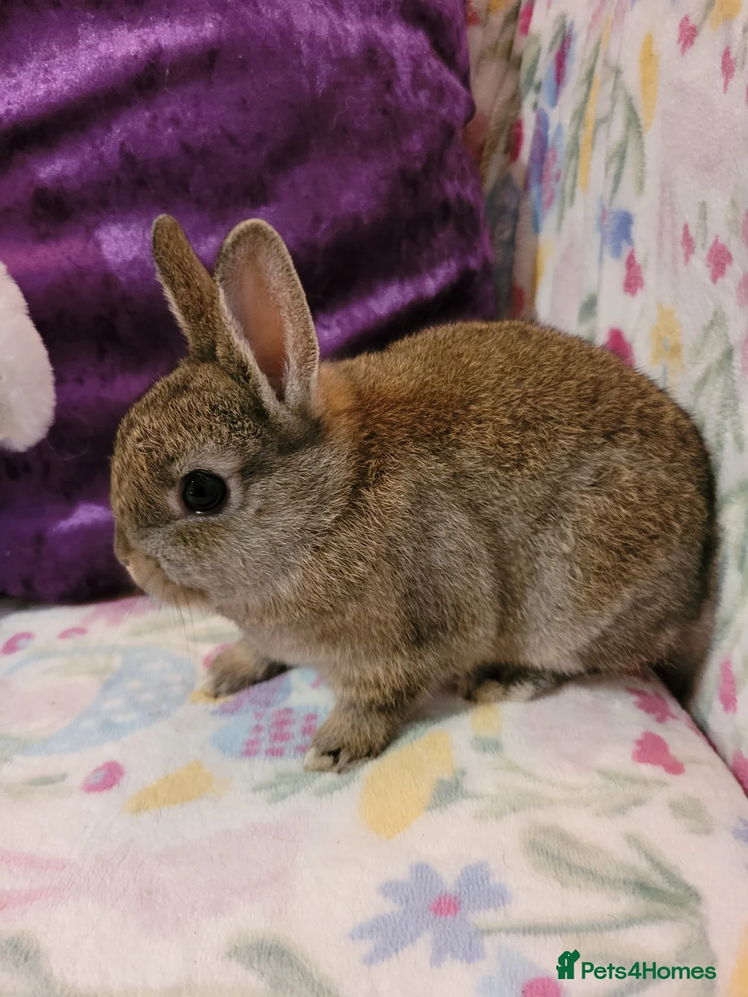 Netherland Dwarf rabbits for sale: Pure Bred Netherland Dwarfs - Advert 6