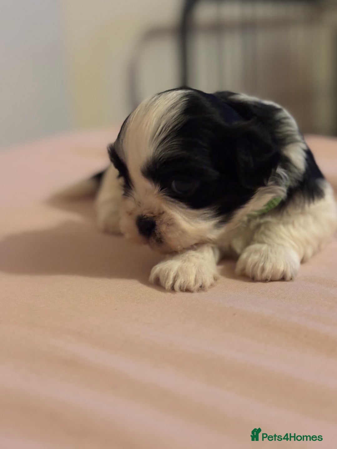 Shih Tzu dogs for sale: Shih Tzu puppies - Advert 11