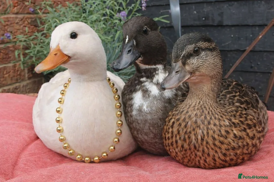 Ducks poultry for sale:  Pure bred Miniature call Ducklings  - Advert 6