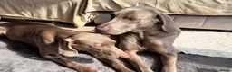Weimaraner dogs for sale: Wonderful KC Reg Weimaraner Puppies x 6  - Advert 25