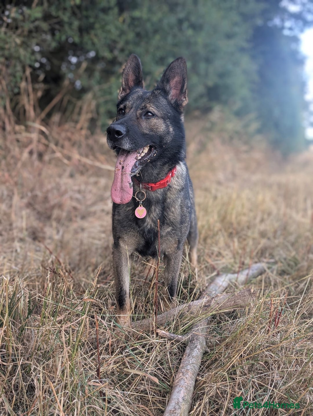 German Shepherd dogs for sale: Sable German Shepherd  - Image 1