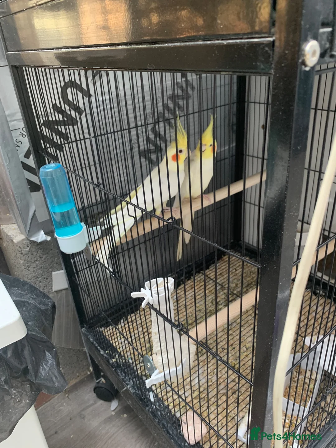 Cockatiels birds for sale: Cockatiel  - Advert 1