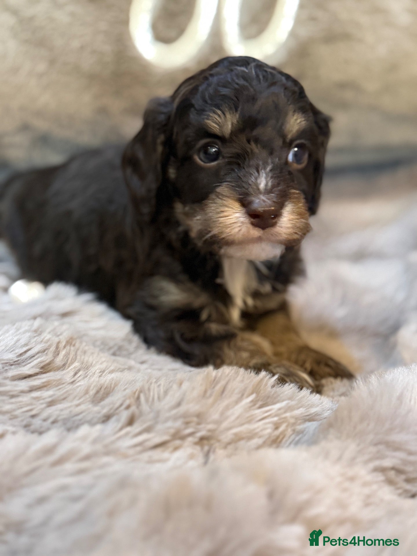 Cavapoo dogs Stunning Choc & Tan Cavapoo Boy  - Advert 2