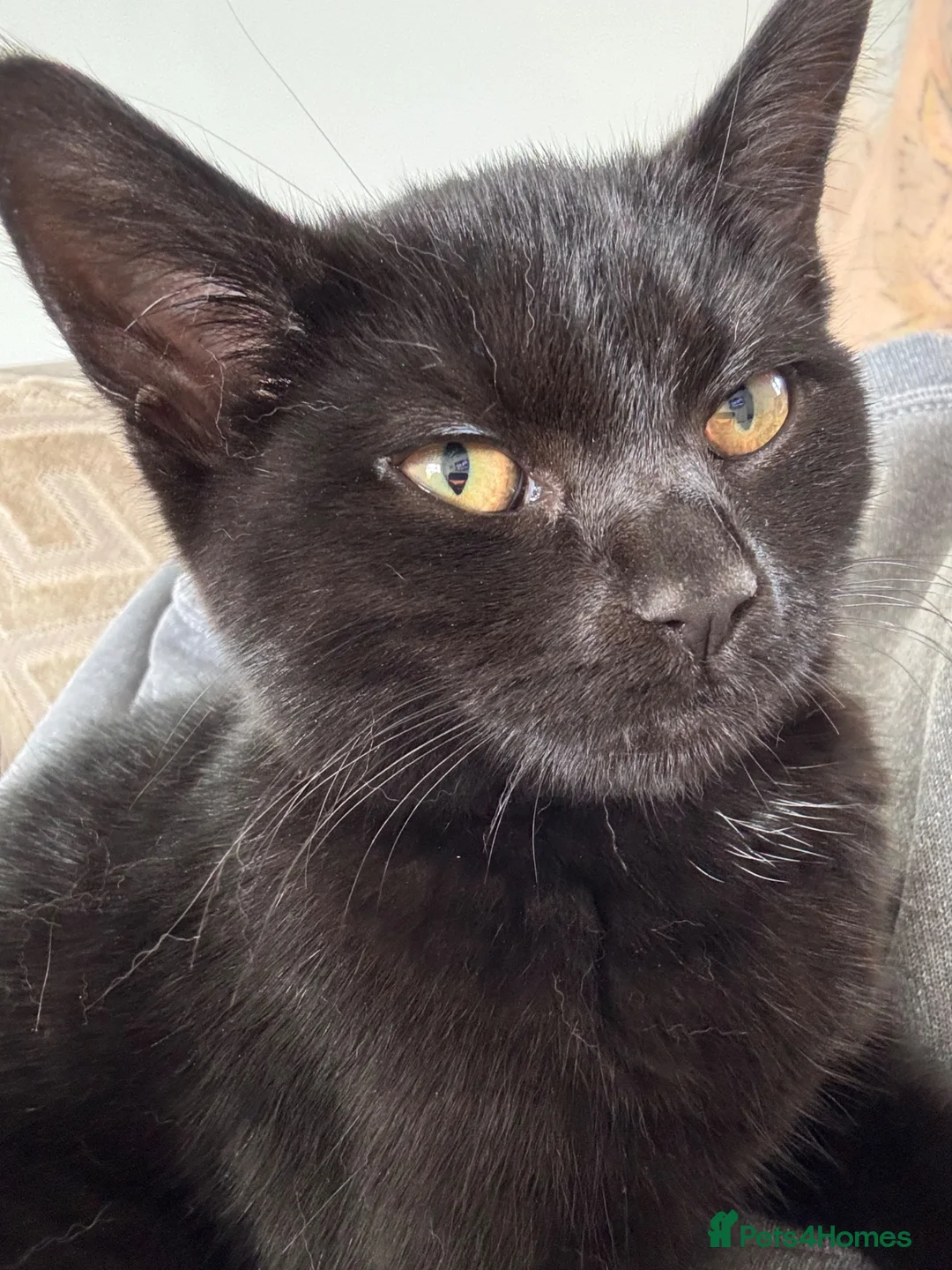 Mixed Breed cats for sale: Minnie - READ DESCRIPTION  in Wrexham - Advert 3